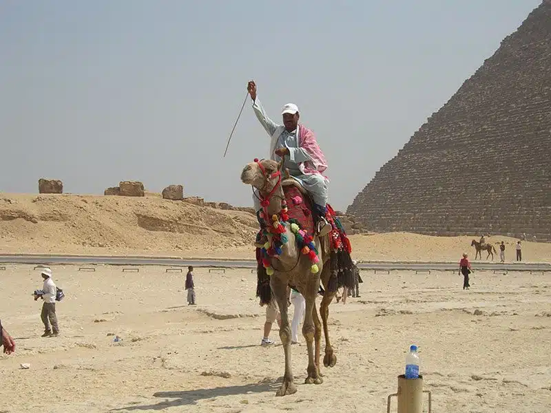 piramides de giza camellos
