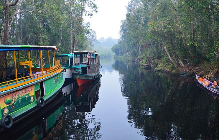 Excursión de orangutanes en Borneo