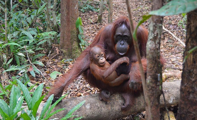 Excursión de orangutanes en Borneo
