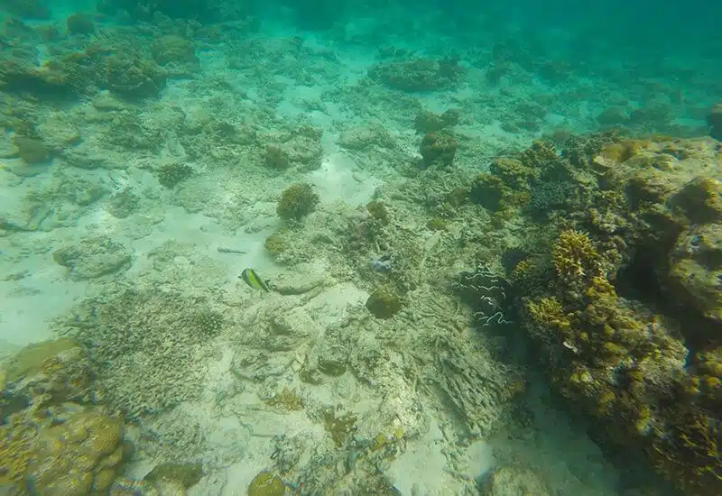 Snorkel en Westview - San Andrés, Colombia