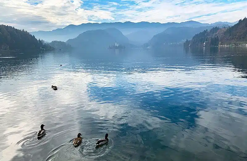 Patos nadando en el lago