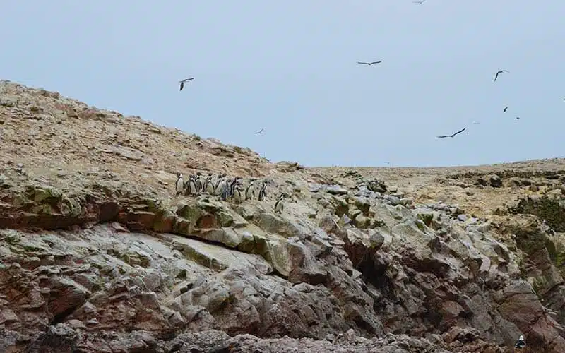 Paracas e islas ballestas