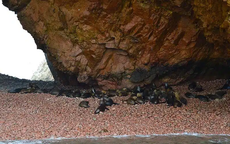 Paracas e islas ballestas