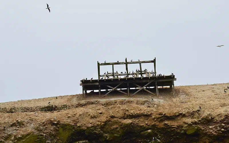 Paracas e islas ballestas
