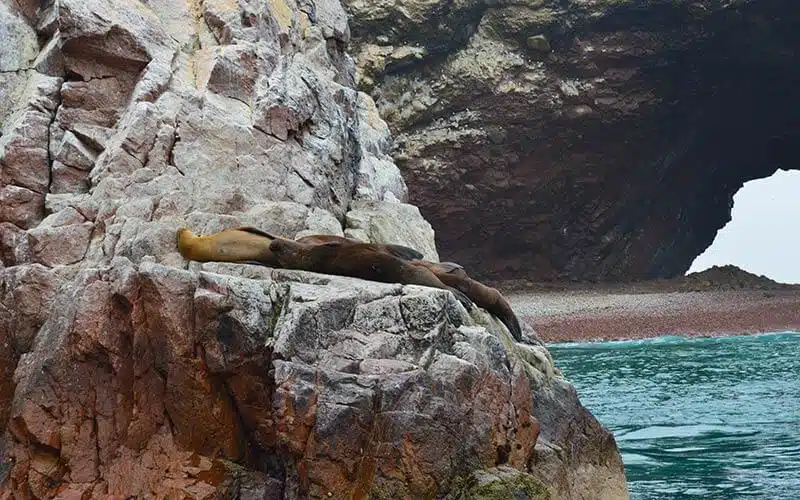 Paracas e islas ballestas