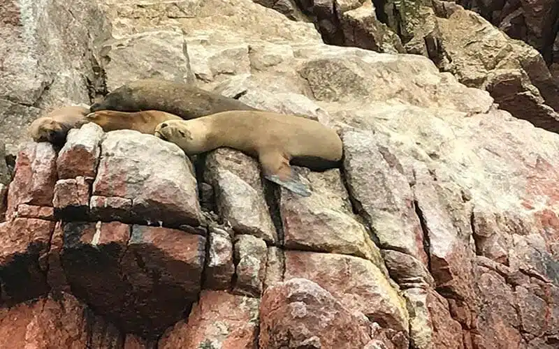 Paracas e islas ballestas