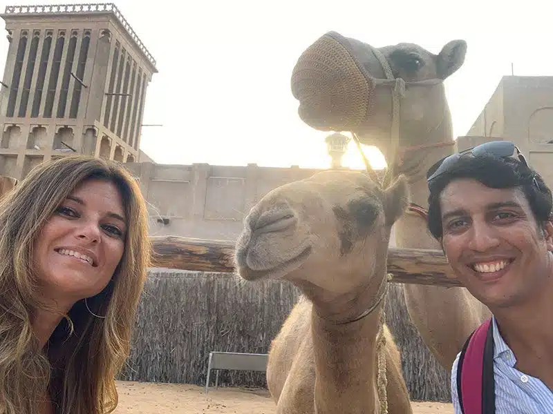 camellos en Dubai