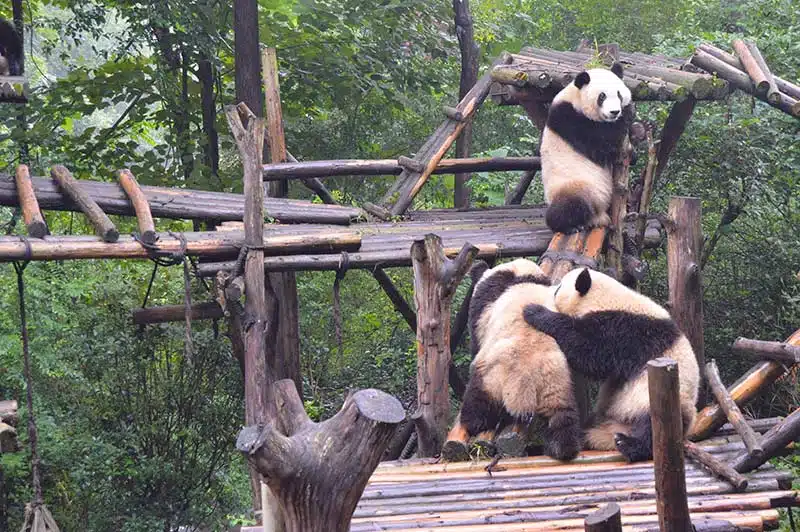 Centro de conservación de osos panda