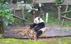 Qué ver en Chengdu