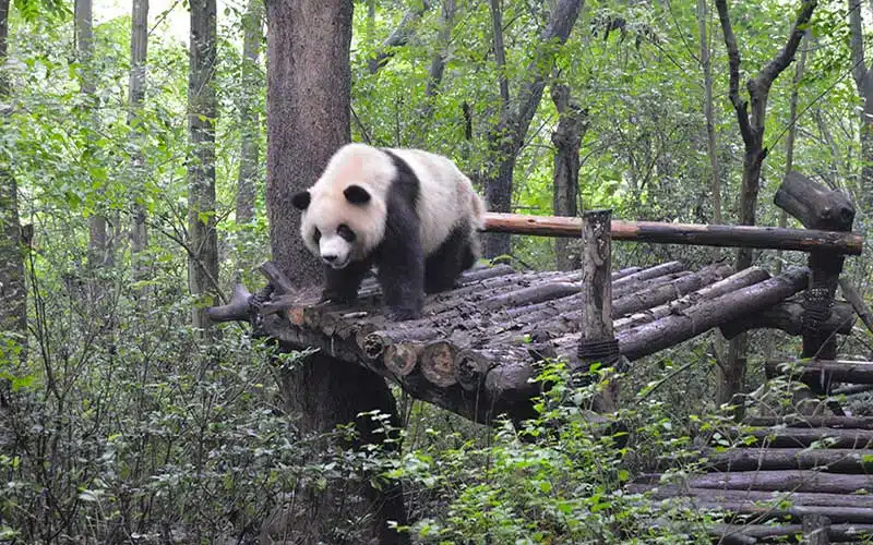 Centro de conservación de osos panda
