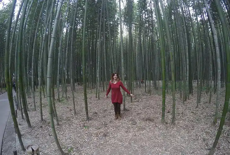 Bosque de Bambu Arashiyama Kioto