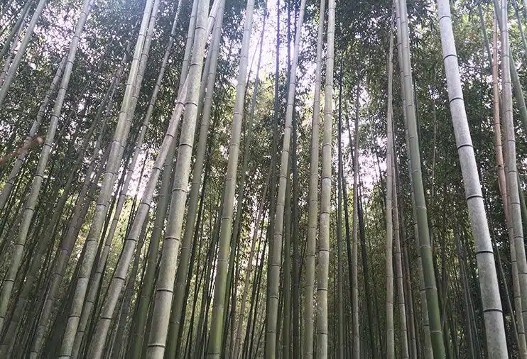 Bosque de Bambu Arashiyama Kioto