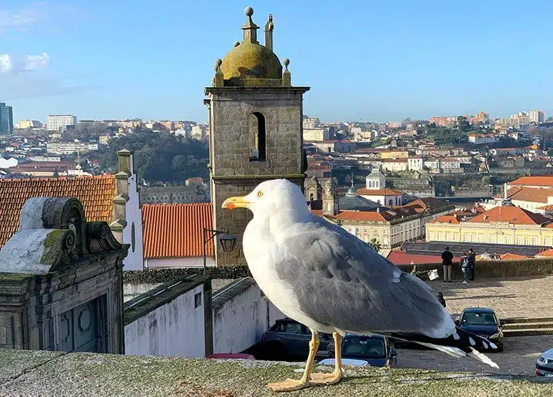 Catedral de Oporto