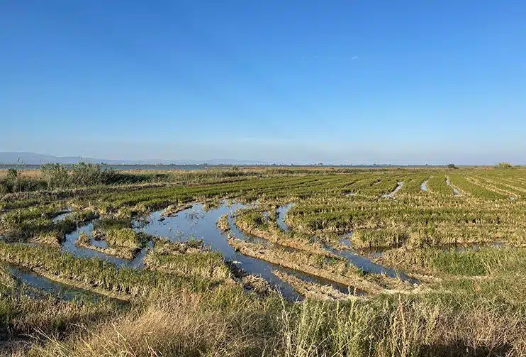 Qué ver en el delta del Ebro