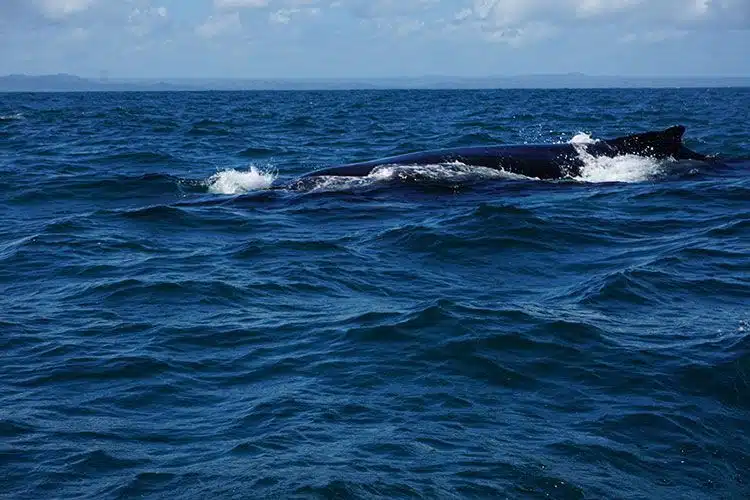 Avistamiento de ballenas jorobadas en Samaná
