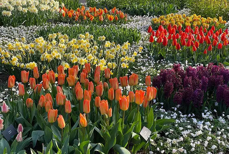 Flores en Holanda