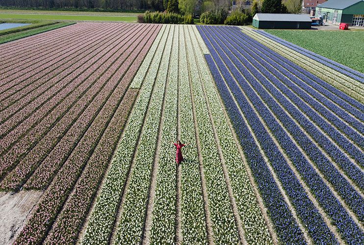 Campos de jacintos en Holanda