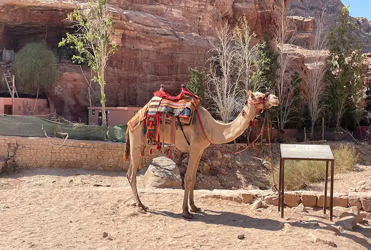Maltrato animal en Petra