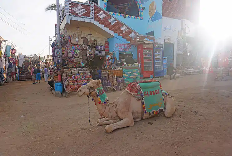Un pobre camello en el pueblo nubio