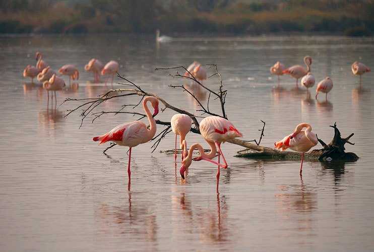Camargue provenza de francia