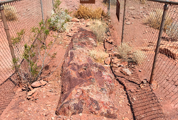 Troncos petrificados del valle del fuego