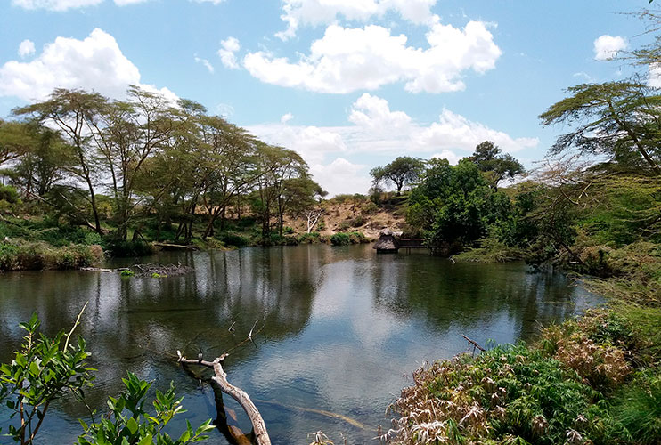 Mzima springs en Parque Nacional Tsavo Kenia