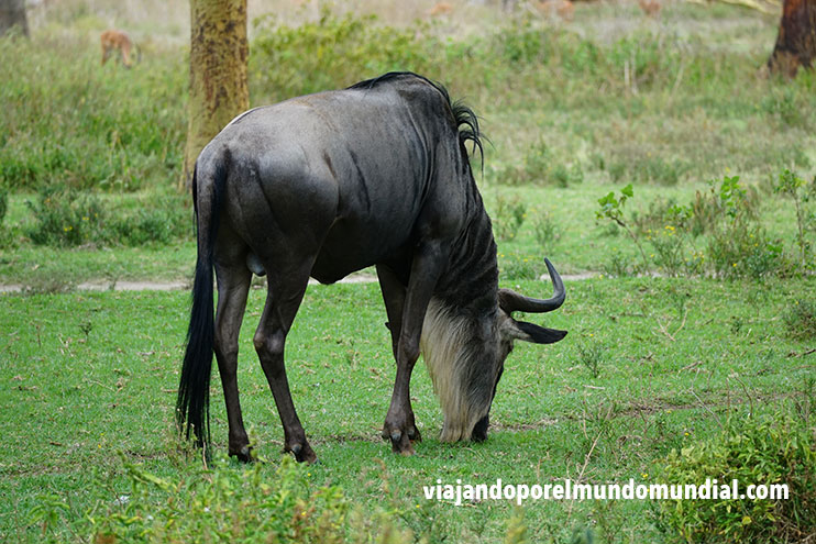 Consejos para hacer un safari en Kenia