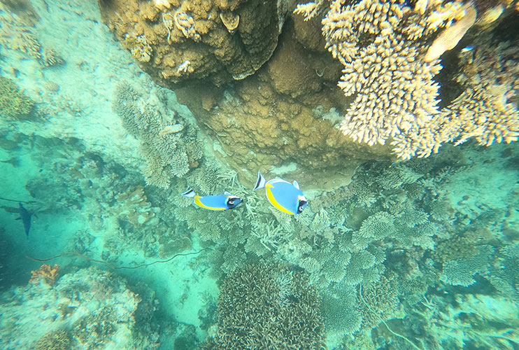 Snorkel en Zanzíbar