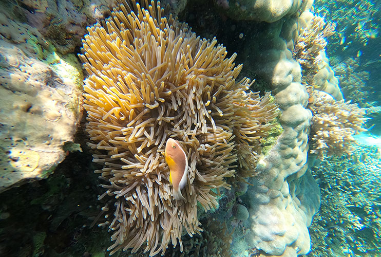Que hacer en Zanzíbar: snorkel en Mnemba