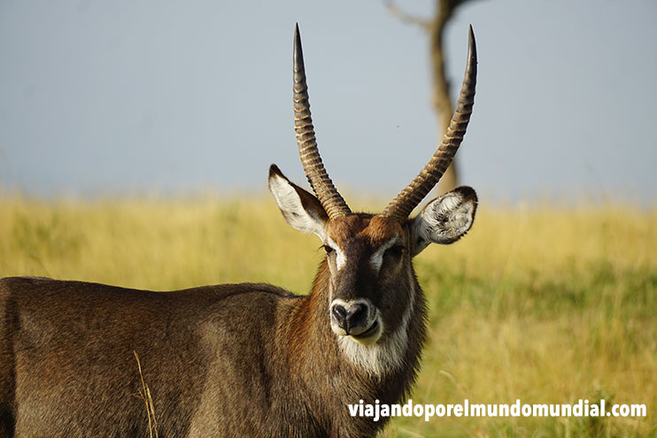 Cómo hacer un safari por Kenia