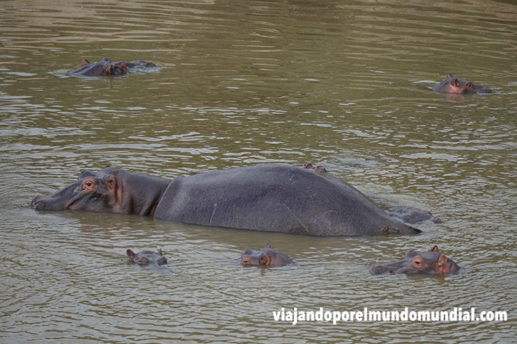 Safari por Kenia: hipopotamos en el Lago Naivasha