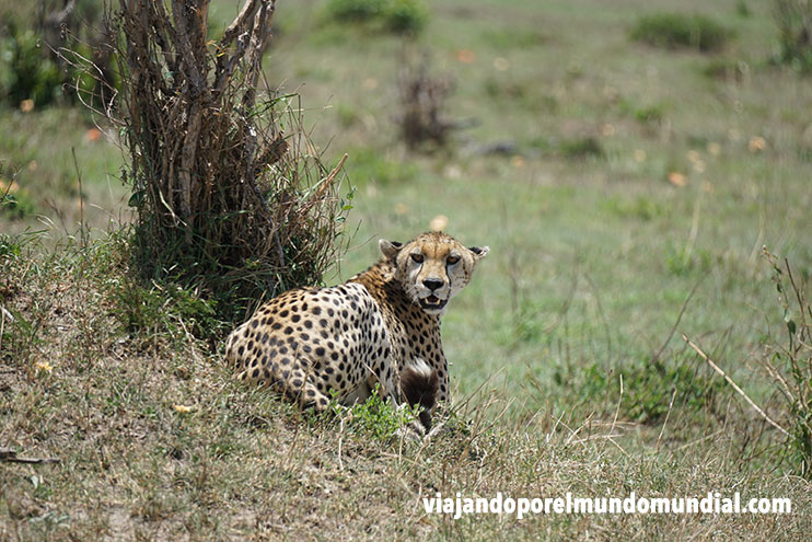 Safari por Kenia: Guepardo