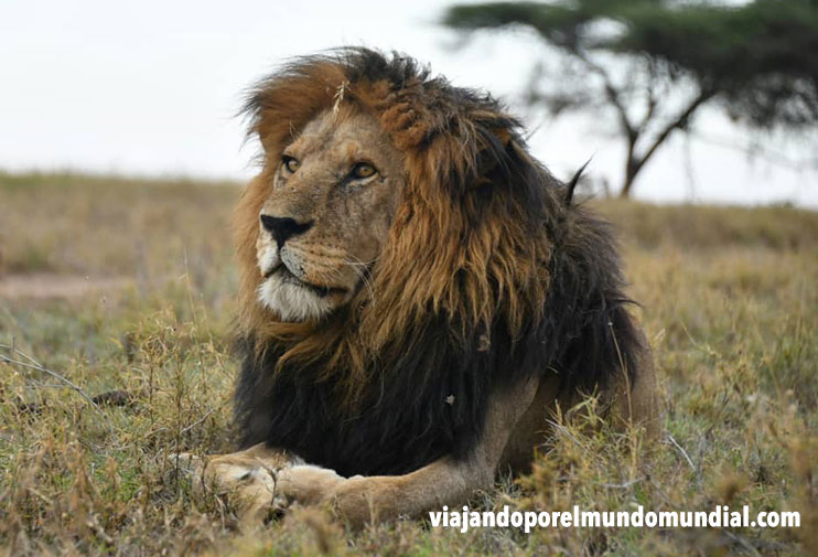 León en Serengueti Tanzania