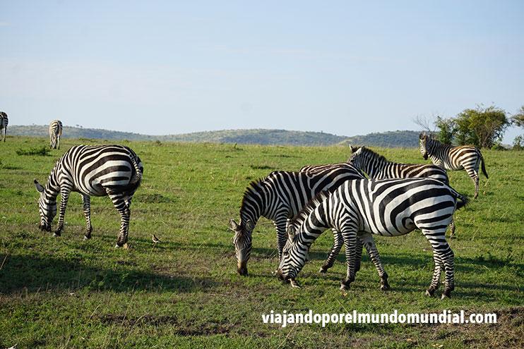 Cómo hacer un safari en Kenia