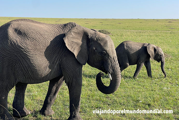 Viaje a Kenia y Tanzania: Masai Mara