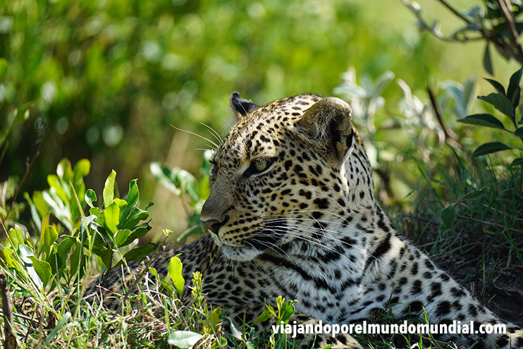 Viajar a Kenia: leopardo en Masai Mara