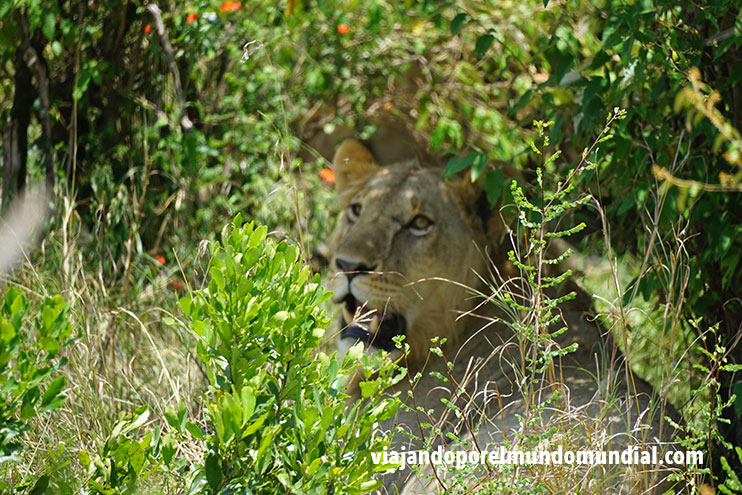 Safari por Kenia