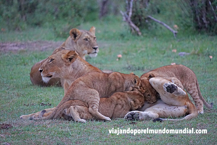 Guía para hacer un Safari por Kenia