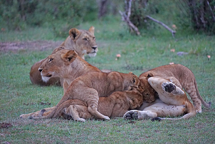 Masai Mara Kenia