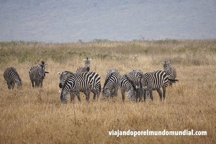 Cebras en Ngorongoro
