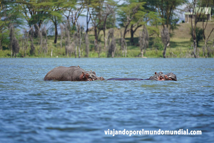 Viaje a Kenia y Tanzania: Naivasha