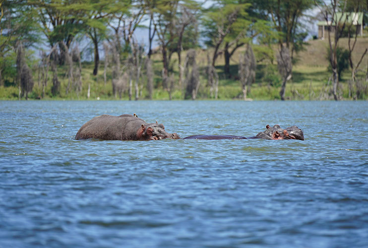 Lago Naivasha Kenia