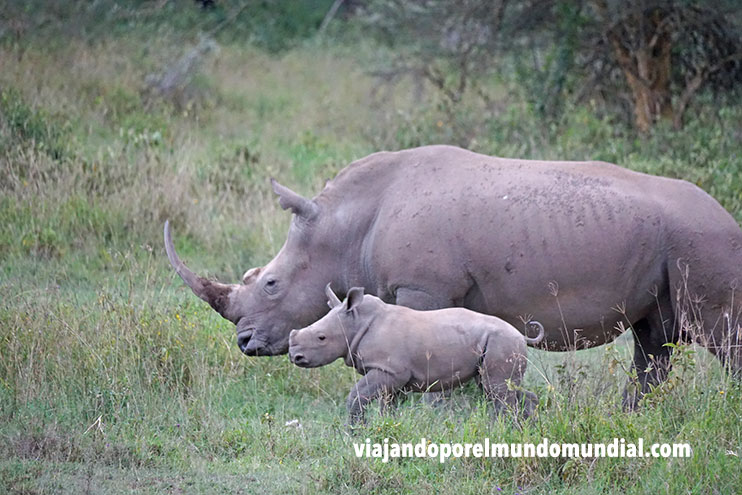 Cómo hacer un safari en Kenia