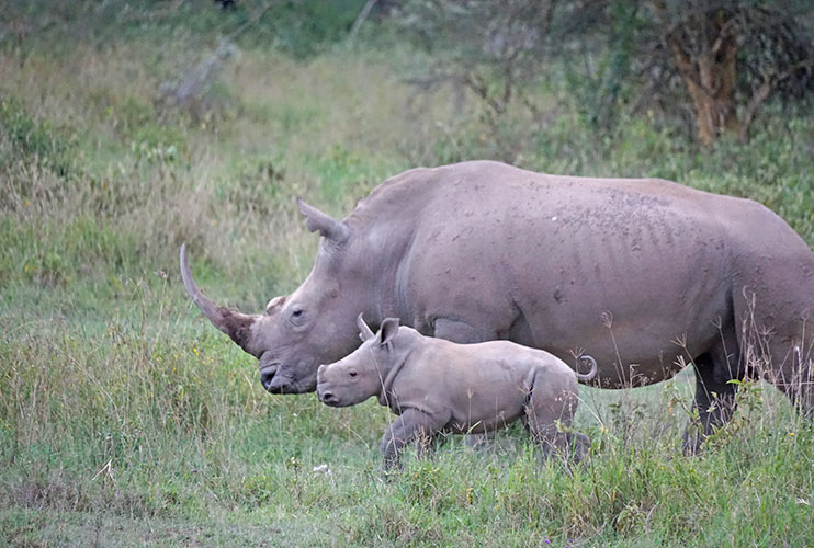 Que ver en Kenia: parque nacional Nakuru