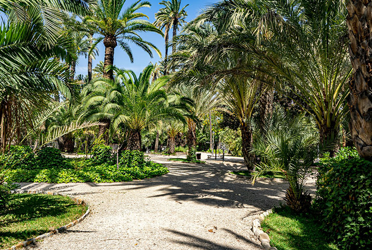 Palmeral de Elche