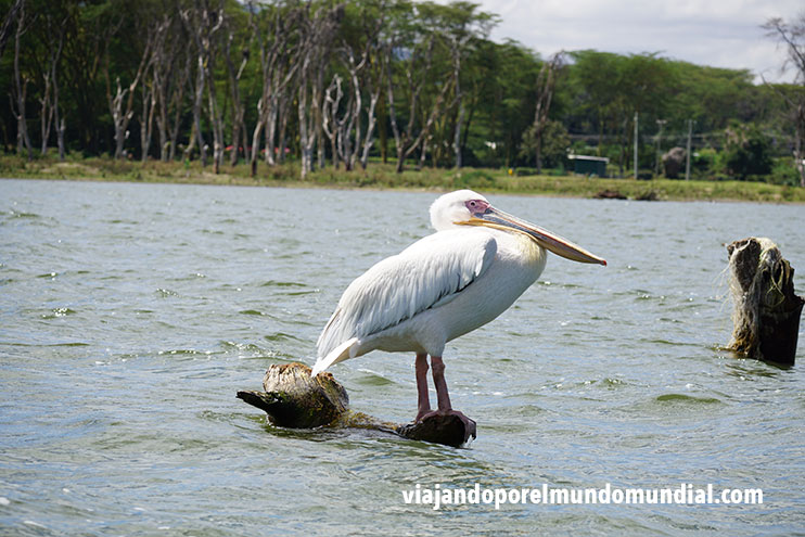 Safari en Kenia