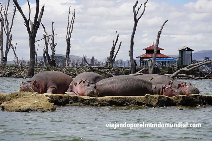 Los mejores safaris en Kenia: Naivasha