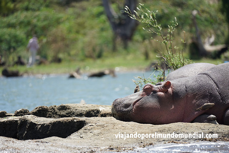 Consejos para viajar a Kenia