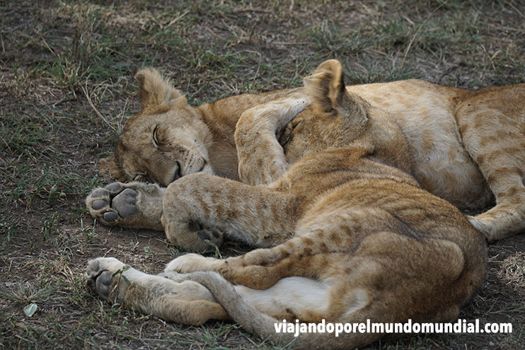 Viajar a Tanzania: leones en Serengueti