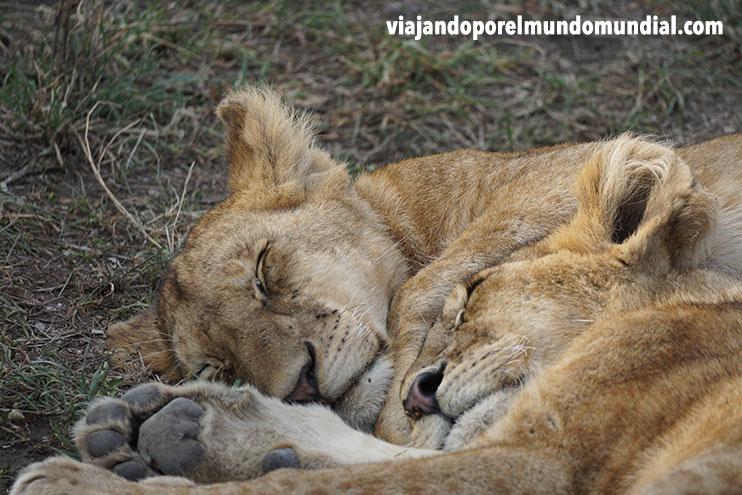 Que ver en Tanzania: Serengueti
